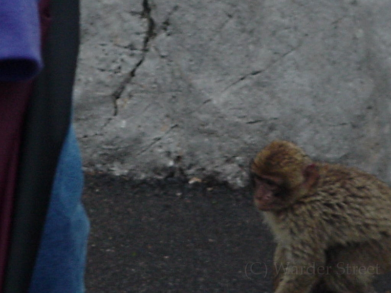 Monkey At Gibraltar 2.jpg